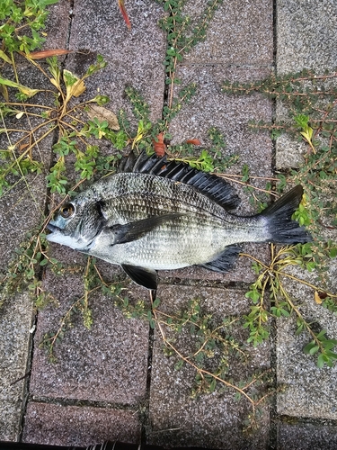 クロダイの釣果