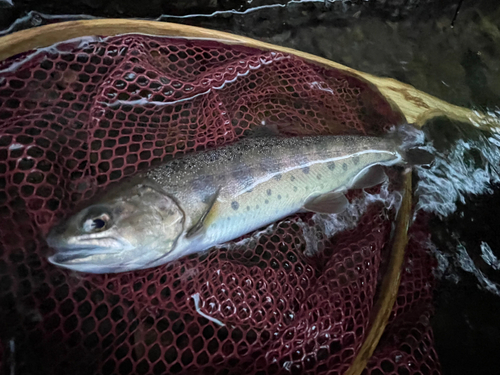 ヤマメの釣果