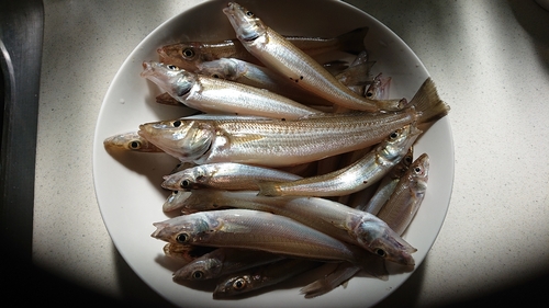 キスの釣果