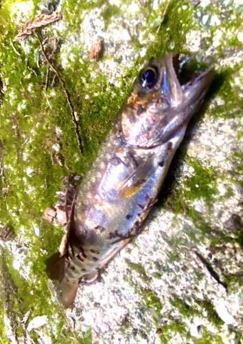 イワナの釣果