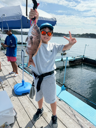 マダイの釣果