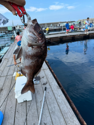 マダイの釣果