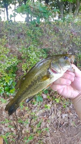 ラージマウスバスの釣果