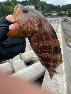 キジハタの釣果