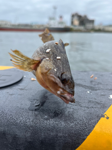 アイナメの釣果