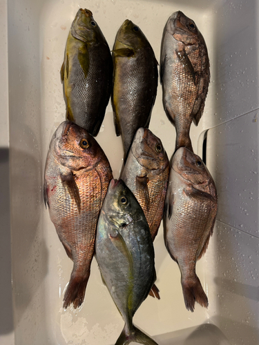 マダイの釣果