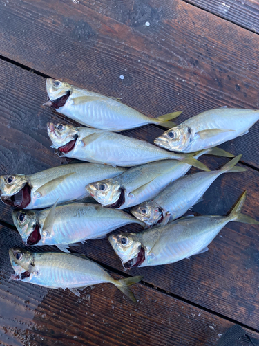 マアジの釣果