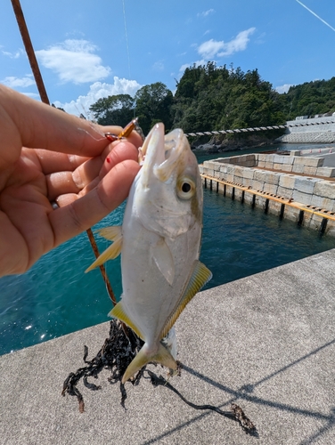 ショゴの釣果