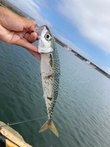 ゴマサバの釣果