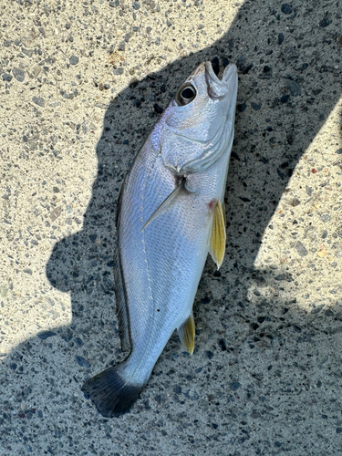 ニベの釣果