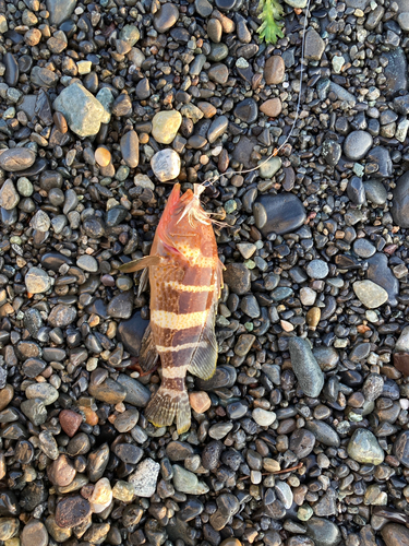 アオハタの釣果