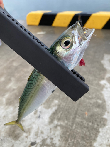 サバの釣果