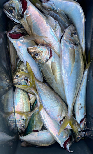 マアジの釣果