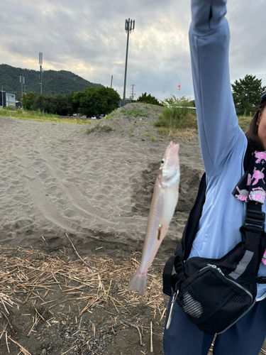 シロギスの釣果