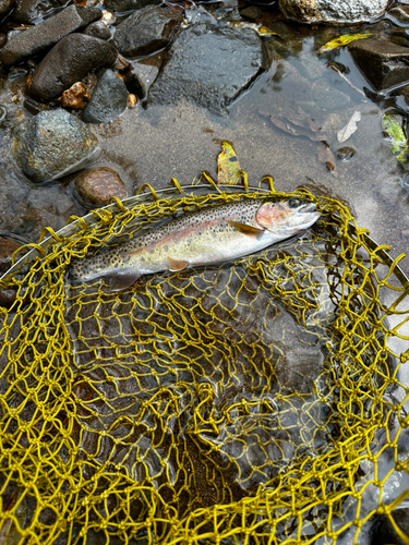 ニジマスの釣果