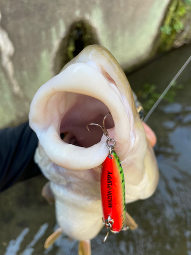 ニゴイの釣果