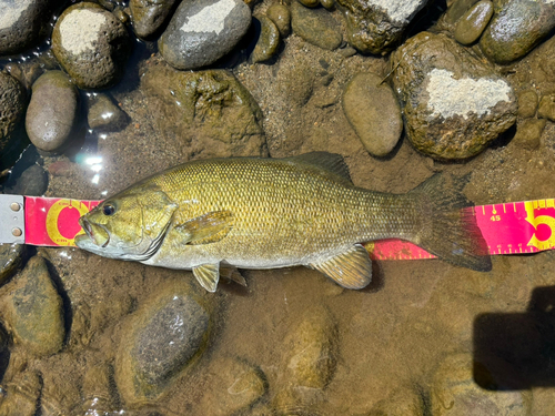 スモールマウスバスの釣果