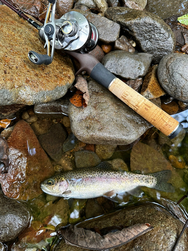 ニジマスの釣果