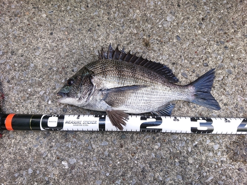 クロダイの釣果