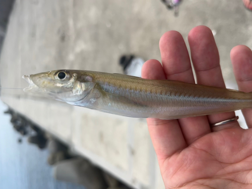 セイゴ（マルスズキ）の釣果