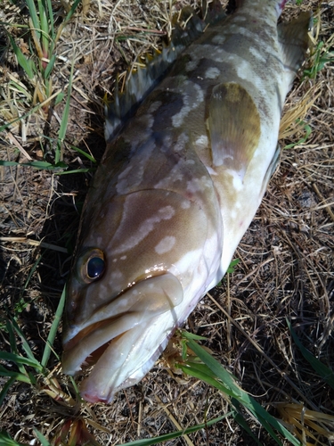 クエの釣果