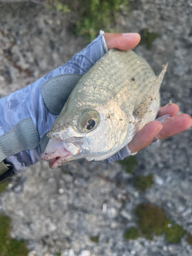 ツッパリサギの釣果