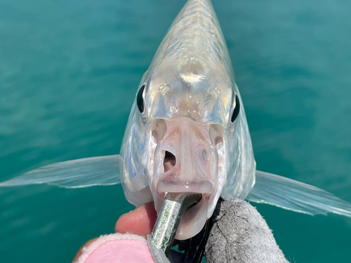 セダカクロサギの釣果