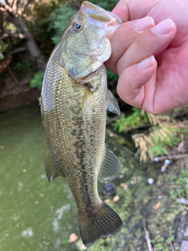 ラージマウスバスの釣果