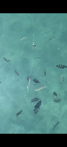 サンバソウの釣果