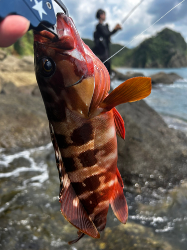 アカハタの釣果