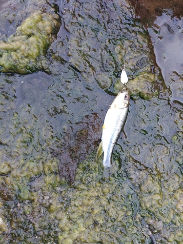 カワムツの釣果