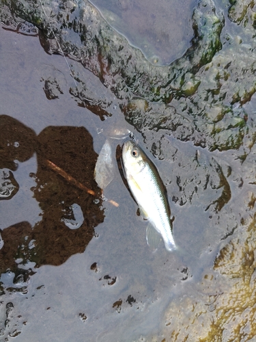 カワムツの釣果