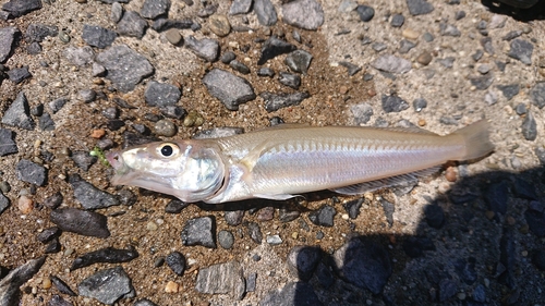 キスの釣果