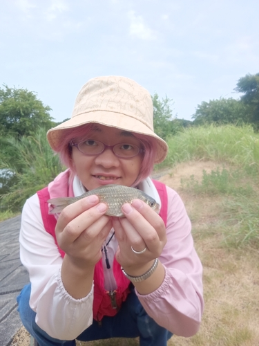 ヘラブナの釣果