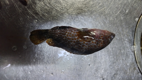 オオモンハタの釣果