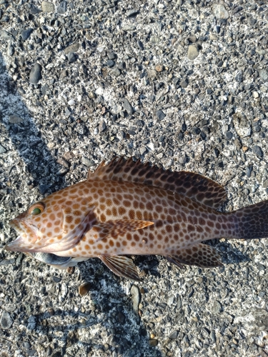 オオモンハタの釣果