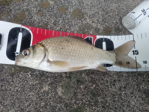 ヘラブナの釣果