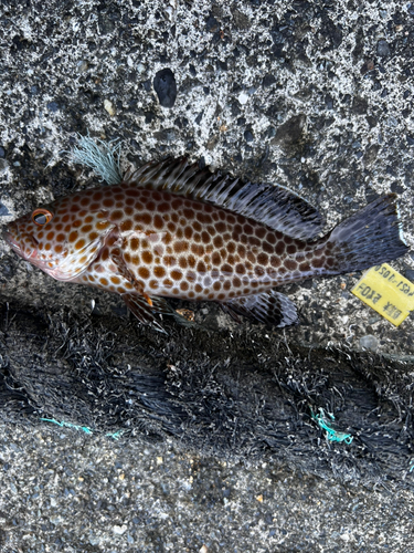 オオモンハタの釣果