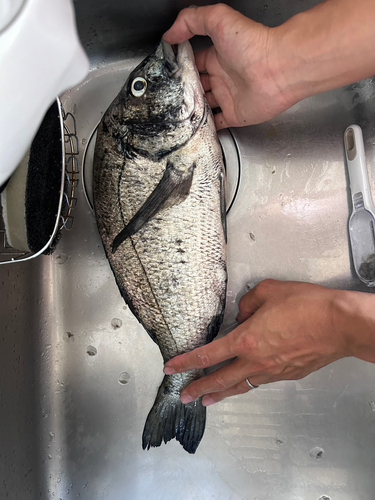 クロダイの釣果