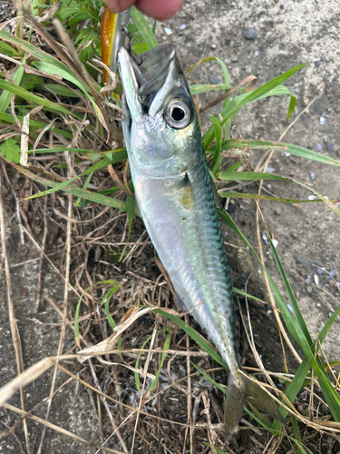 サバの釣果