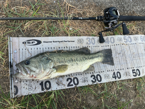 ブラックバスの釣果