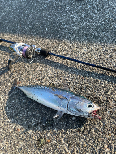 ソウダガツオの釣果