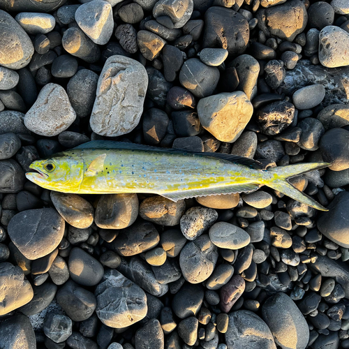 シイラの釣果