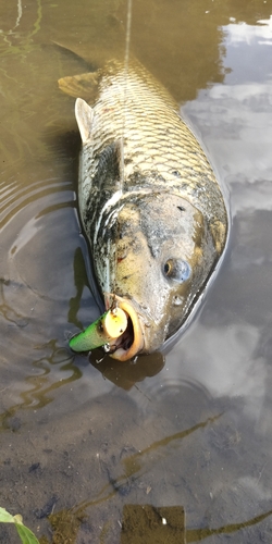 コイの釣果