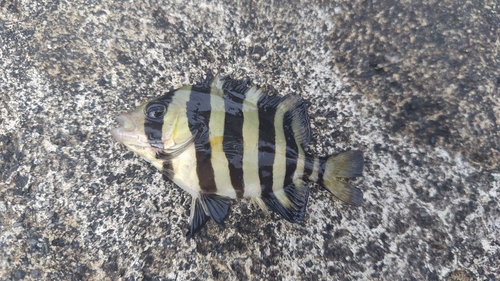 サンバソウの釣果