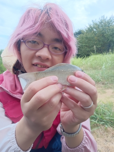 ヘラブナの釣果