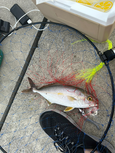 ショゴの釣果