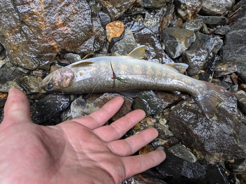 イワナの釣果