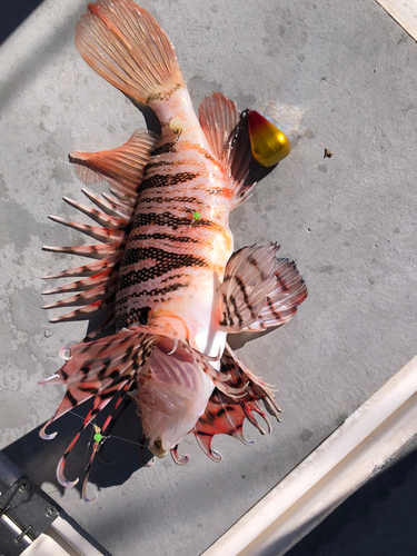 ハナミノカサゴの釣果