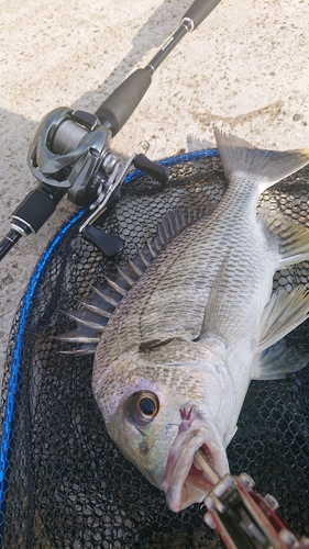 キビレの釣果